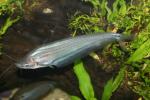 Side-striped ompok catfish