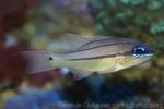 Spotted-gill cardinalfish