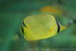 Latticed butterflyfish