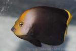 Velvet angelfish