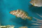 Honeycomb grouper