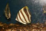 Sixspine butterflyfish