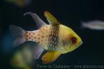 Pajama cardinalfish