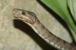 Garden tree boa