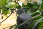 Crested goshawk