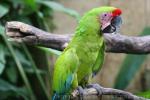 Great green macaw