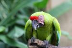 Great green macaw