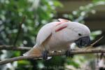 Salmon-crested cockatoo