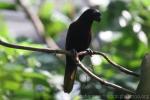 Black lory