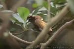 Magnificient bird-of-paradise