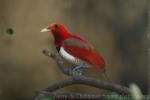 King bird-of-paradise