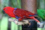 Eclectus parrot