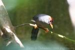 Chestnut-capped laughing-thrush