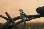 White-shouldered triller