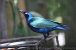 Purple glossy starling