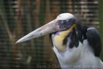 Lesser adjutant