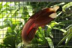 Red bird-of-paradise