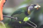 Fire-tufted barbet