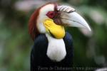 Wreathed hornbill