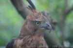 Javan hawk-eagle