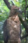 Javan hawk-eagle