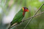 Ornate lorikeet