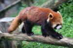 Red panda