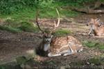 Chital