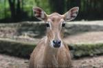 Nilgai