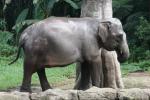 Sumatran elephant