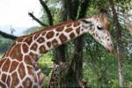 Reticulated giraffe