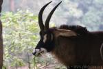 Roan antelope