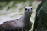 Grey-headed fish-eagle