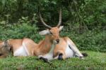 Kafue flats lechwe