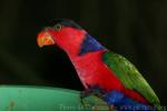 Black-capped lory