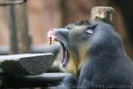 Mandrill