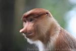 Proboscis monkey