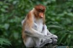 Proboscis monkey