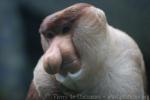 Proboscis monkey