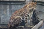 Javan leopard