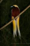 Lesser bird-of-paradise