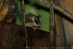 Papuan sugar glider