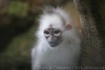 Mitred leaf-monkey