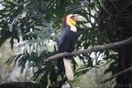 Wreathed hornbill