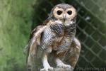 Spotted wood-owl