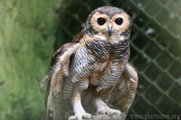 Spotted wood-owl
