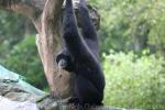 Siamang