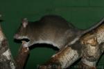 Gambian pouched rat