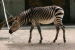 Hartmann's mountain zebra