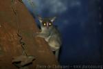 Senegal bushbaby